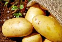 Patate